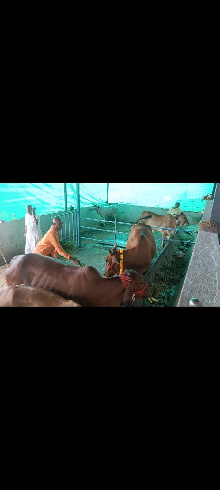 Cows at the ISKCON Dharwad Nanda Goshala